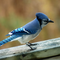 Bluejay332 Avatar