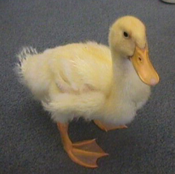 Thumbnail Image - My Girlfriend Thought Yoshi was a Duck?